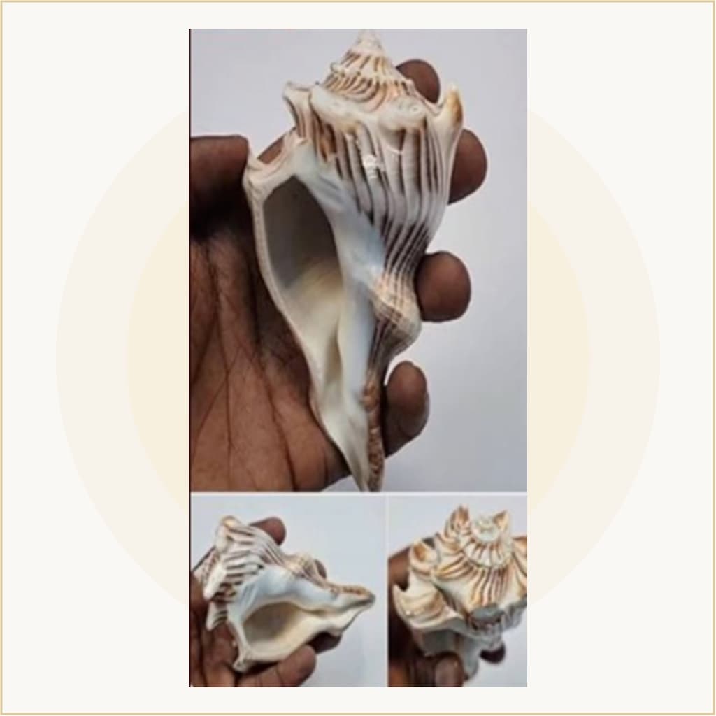 సహజ ఊదే పూజా శంఖం (ధ్వని శంఖం)